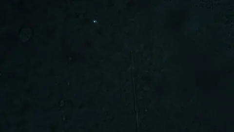 A single paramecium under microscope in polarized light with visible internal Stock-Footage 313174417