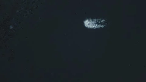 A single paramecium under microscope in polarized light with visible internal Video stock 313175002