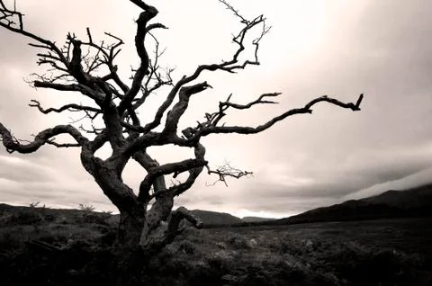 Single parched tree. Stock-Fotos