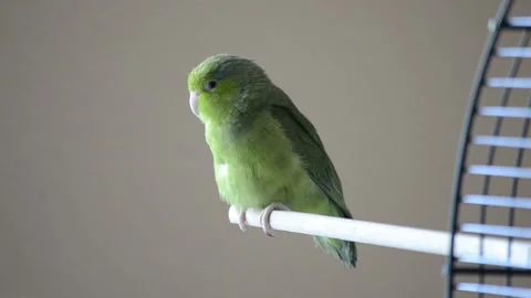 Single Parrot after a rest Stock Footage 171613008