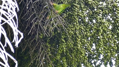 Single parrot crawling on berries from large palm tree - HD 1080p Video stock 91292509