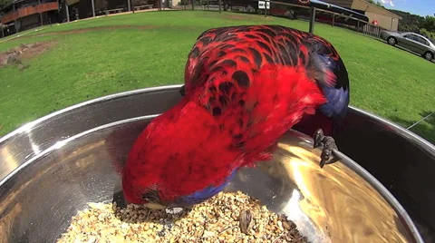 Single Parrot Feeding  In Dish 스톡 동영상 58933571