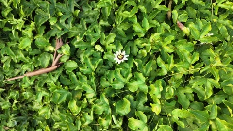 Single Passion Flower Aerial Stock Footage 335154489