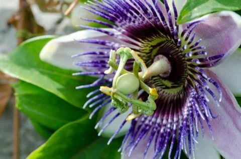 Single passion flower close up Stock Photos