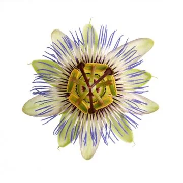 Single passion flower Stock Photos
