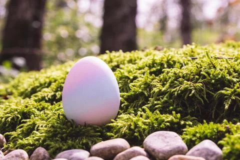A single pastel Easter egg rests on lush green moss in a forest setting Stock Photos
