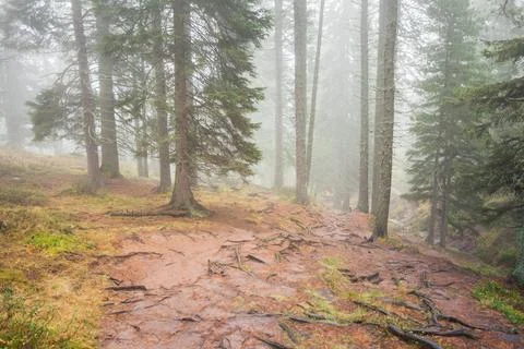 A single path in a misty forest Foto stock