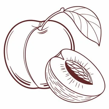 Single Peach Fruit Icon Outline - Fresh Food and Healthy Eating Concept Stock Illustration