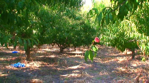 Single peach left on tree in orchard Stock Footage 1036283