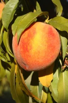 Single Peach Stock Photos