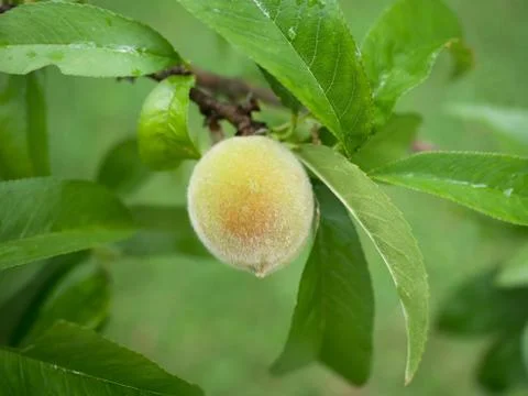 Single peach on the tree Stock Photos