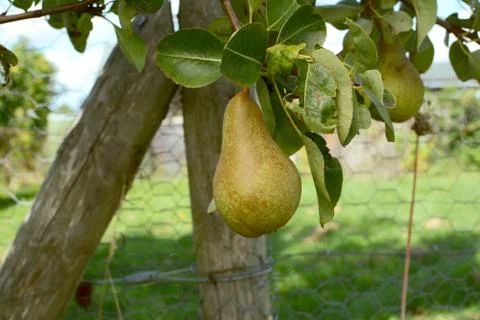 Single pear hanging from branch Stock Photos