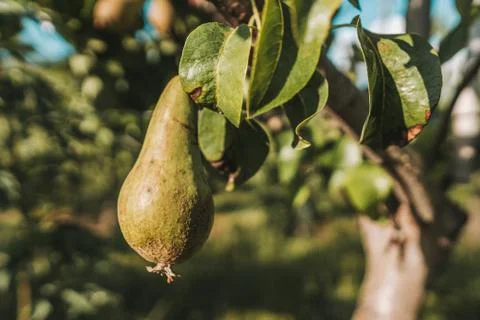 Single pear hanging on a tree Stock Photos