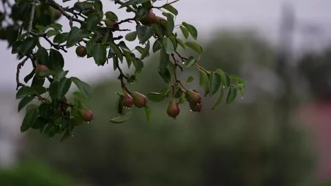 A single pear hangs on a tree, rocking gracefully in the wind. The movement high Video stock 295970146