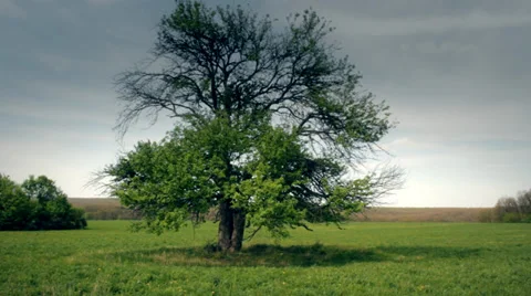 The single pear tree in the green field Stock Footage 34380890