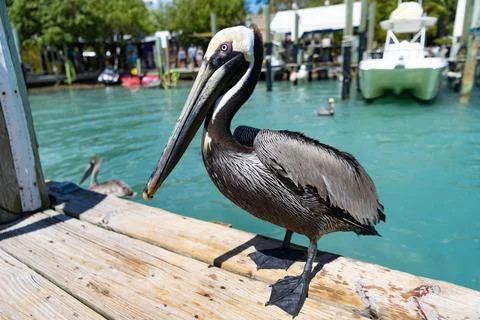 Single pelican bird. Migration of migratory birds. Pelican at pier. Fauna and Stock Photos