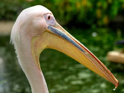 Single Pelican Head Stock Photos