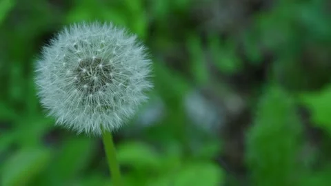 A single perfectly shaped dandelion that is in seed moves slowly in the wind. Stock Footage 155697073