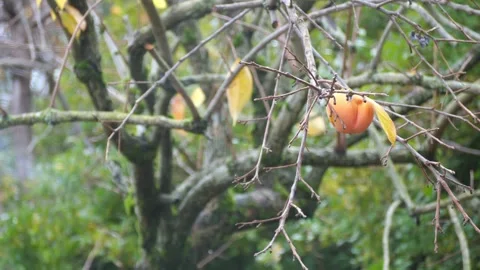 Single Persimmon fruit hanging on a tree in Fall weather Stock-Footage 292692770