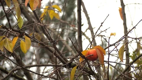 Single Persimmon fruit hanging on a tree in Fall weather Vidéo 292692844