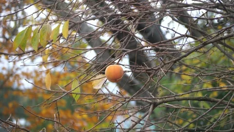Single Persimmon fruit hanging on a tree in Fall weather Vidéo 292692849