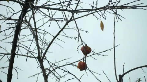 Single Persimmon fruit hanging on a tree in Fall weather Vidéo 292692850