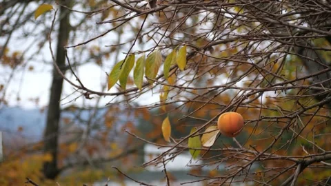 Single Persimmon fruit hanging on a tree in Fall weather Vidéo 292692852
