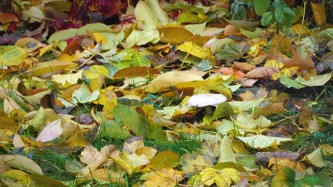 Single Persimmon fruit hanging on a tree in Fall weather Vidéo 292692932