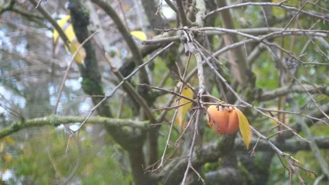 Single Persimmon fruit hanging on a tree in Fall weather Vidéo 292693009