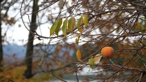 Single Persimmon fruit hanging on a tree in Fall weather Vidéo 292693012