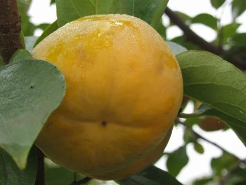 Single persimmon fruit on the tree in leaves Stock Photos