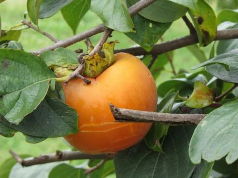 Single persimmon fruit on the tree in leaves Stock Photos