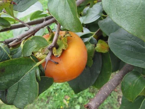 Single persimmon fruit on the tree in leaves Stock Photos
