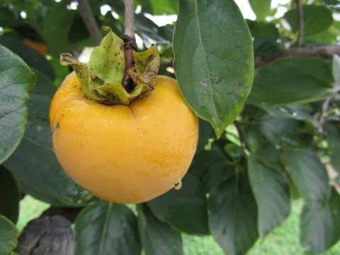 Single persimmon fruit on the tree in leaves Stock Photos