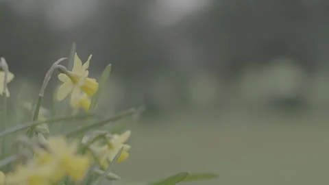 Single person playing a round of golf Stock Footage 147514617