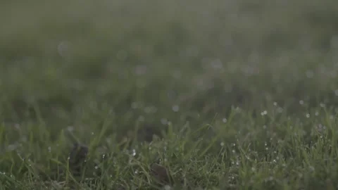 Single person playing a round of golf Stock Footage 147514964