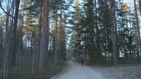 Single person walking through a pine forest in Finland Stock Footage 146273217