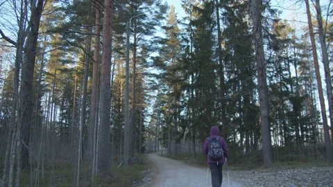 Single person walking through a pine forest in Finland Stock Footage 146273341