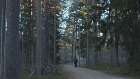 Single person walking through a pine forest in Finland Stock Footage 146273392