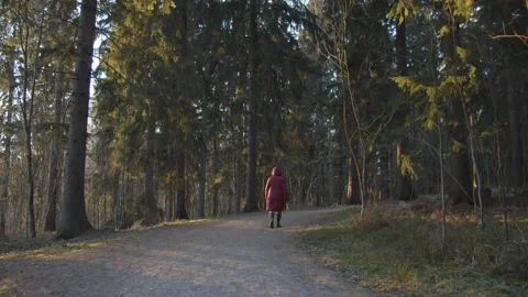 Single person walking through a pine forest in Finland Stock Footage 146274834