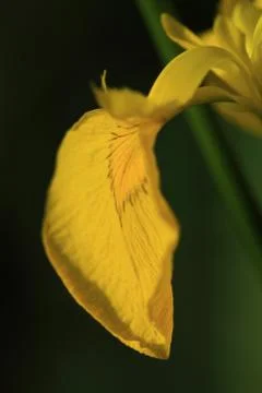 Single petal of a yellow bearded iris Stock Photos