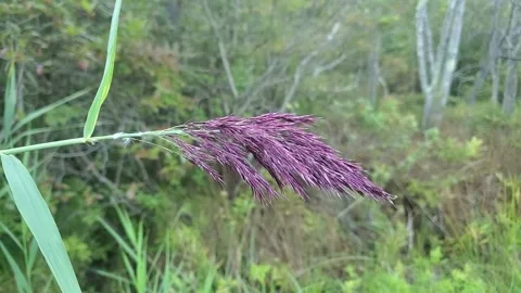 A Single Phragmites Reed In Bloom in Purple Stock Footage 308959333