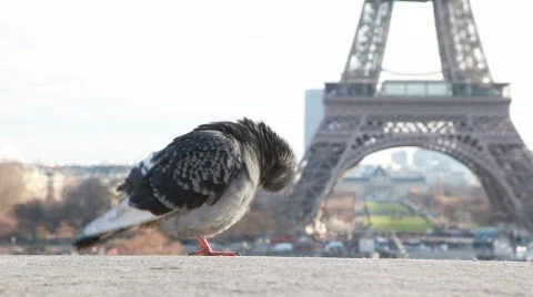 Single pigeon against Eiffel Tower in Paris, France 動画素材 878154