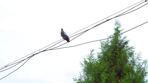 A single pigeon perched on electrical power lines against a bright overcast sky Stock Footage 341997503