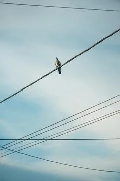 A single pigeon perched high on a diagonal power line against a soft gradie.. Stock Photos