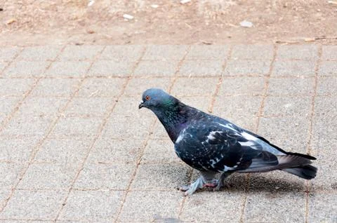 Single pigeon Stock Photos