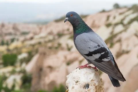 Single pigeon Stock Photos