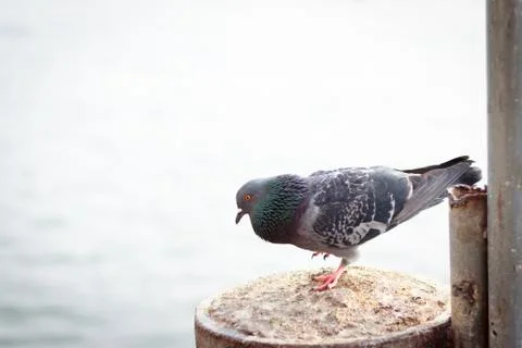 Single pigeon Stock Photos