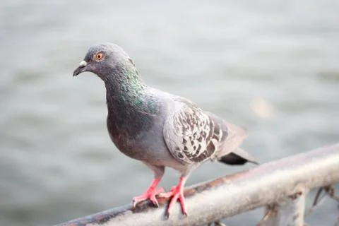 Single pigeon Stock Photos