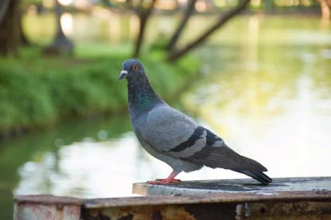 A Single Pigeon Stock Photos